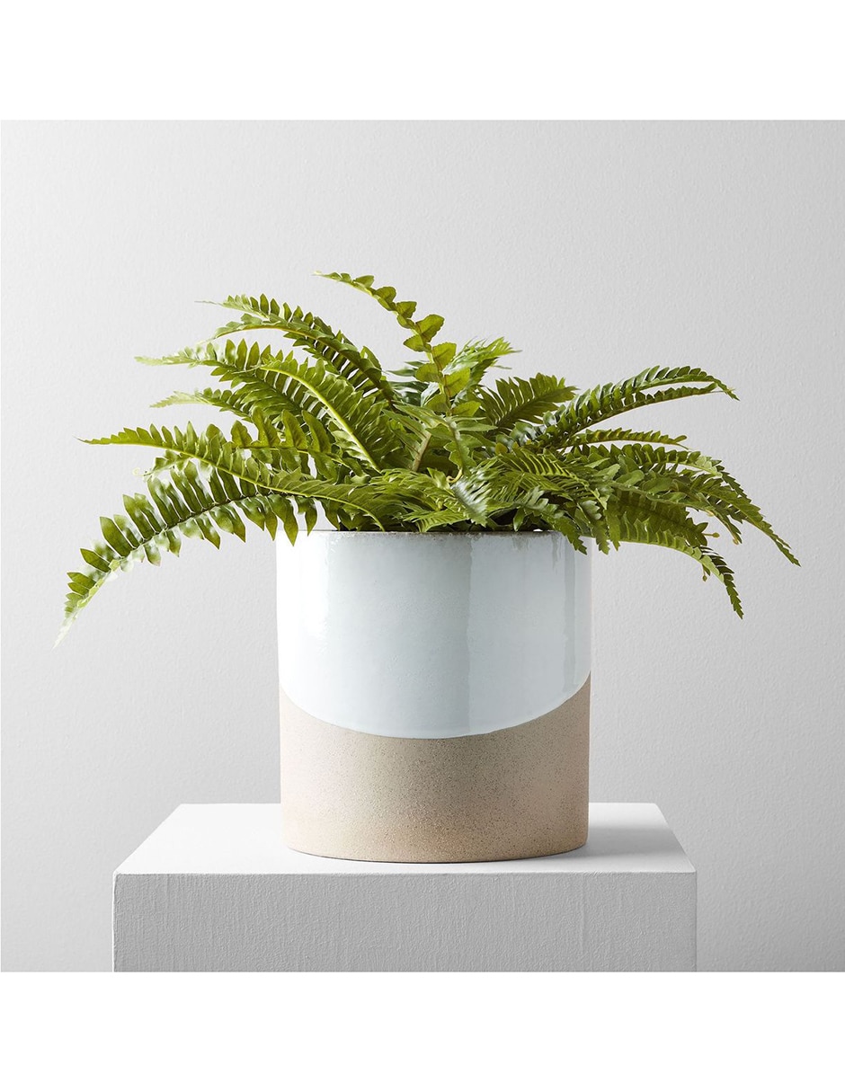 Helecho decorativo Botanical Potted