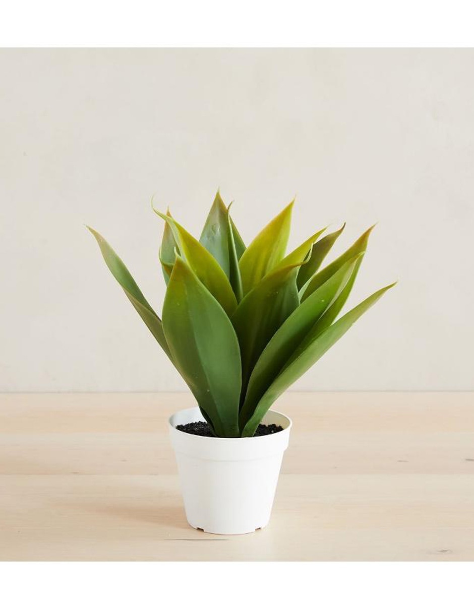 Agave artificial