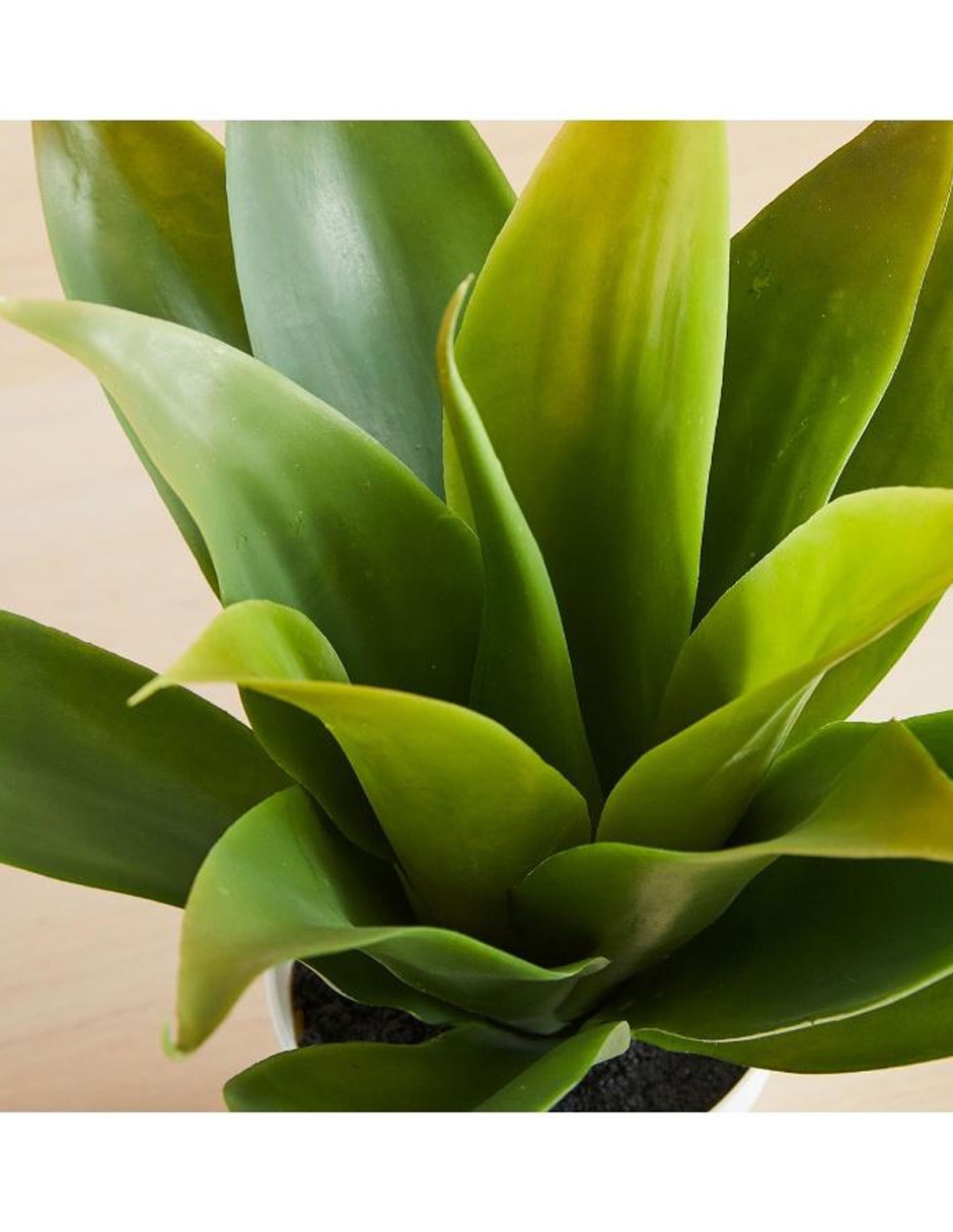 Agave artificial