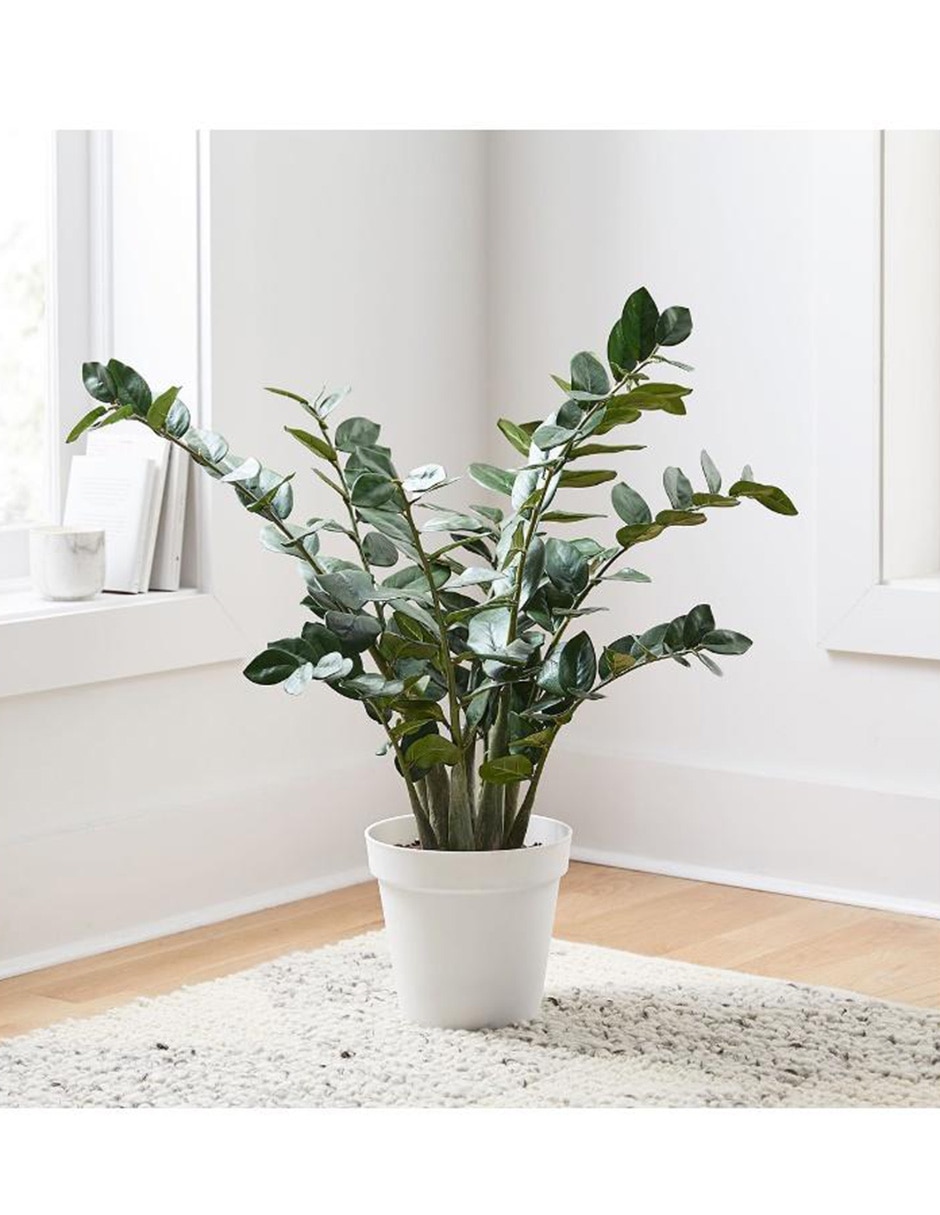 Ficus artificial