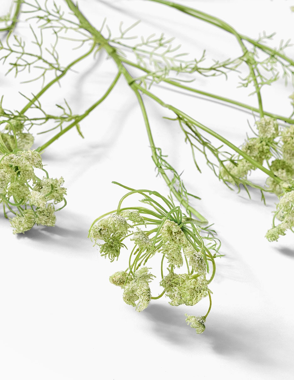 Daucus Carota decorativa Faux Branch