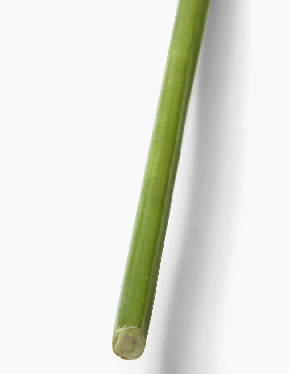 Daucus Carota decorativa Faux Branch