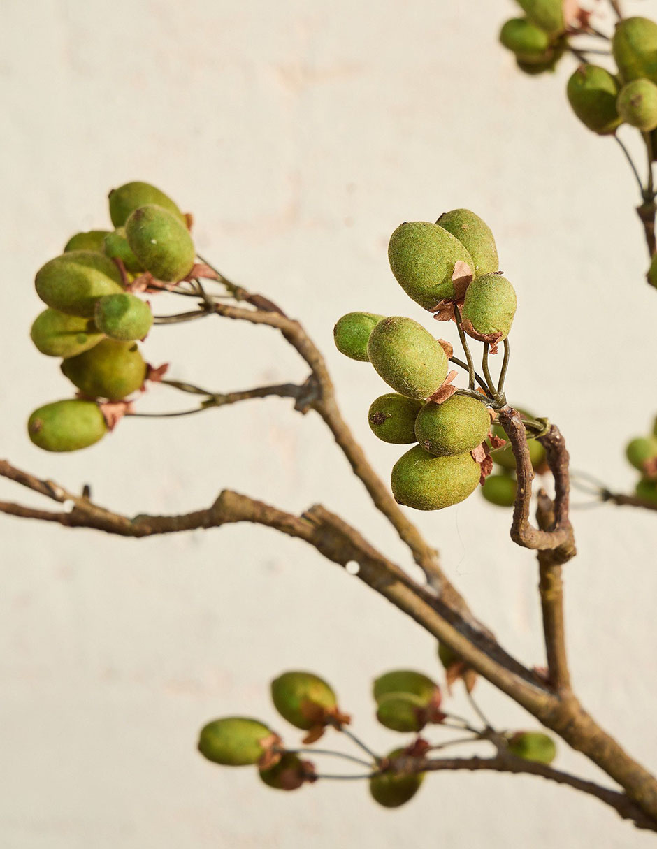 Vara decorativa Kiwi