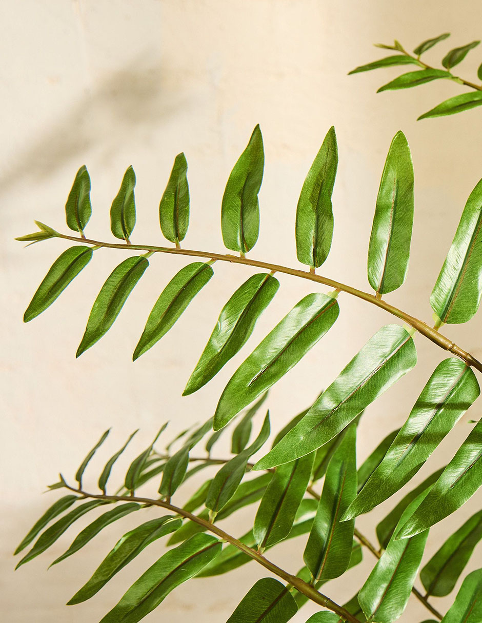 Árbol Fern 48