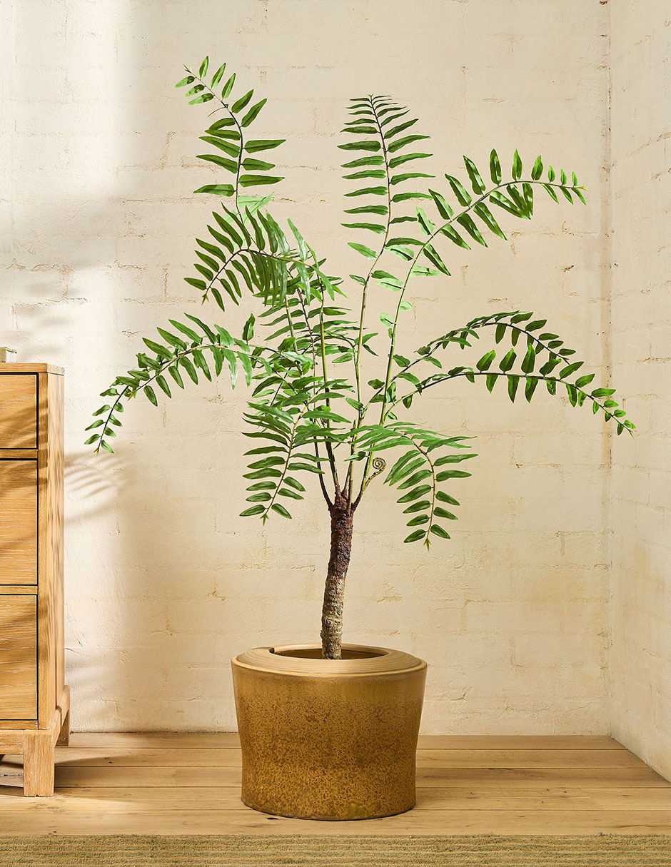 Árbol Fern 48