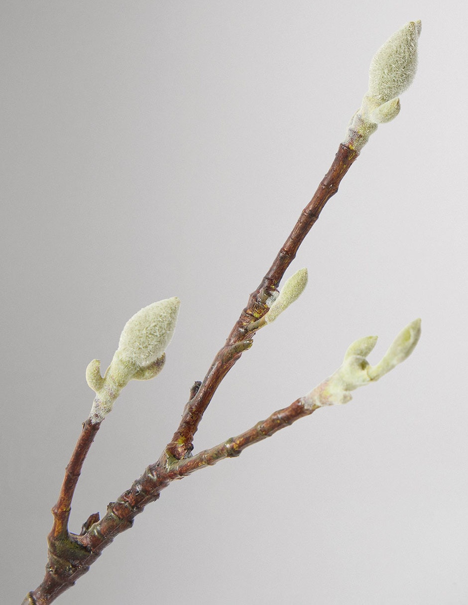 Magnolia decorativa Faux Magnolia decorativa Faux